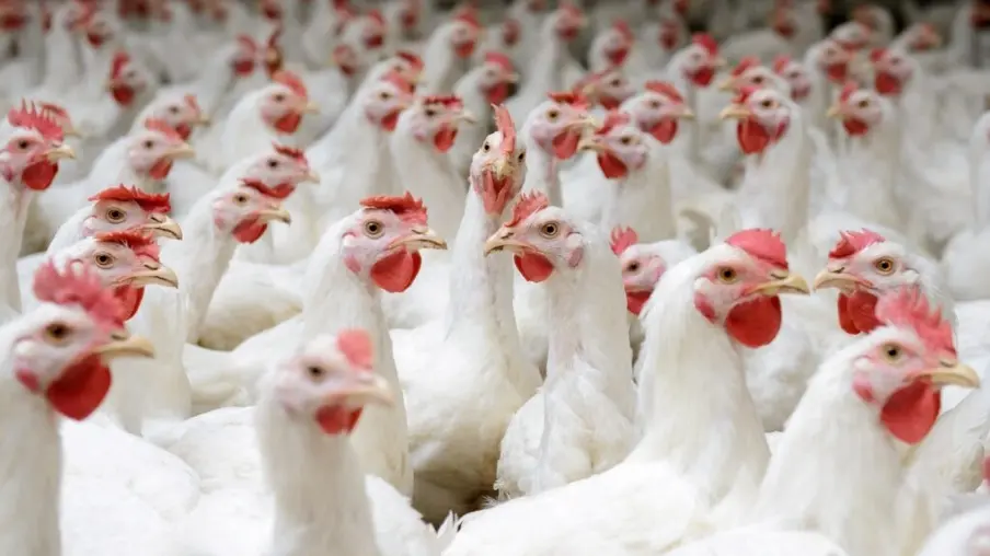 Brasil se Prepara para Bater Recordes na Produção de Carne de Frango e Porco em 2024