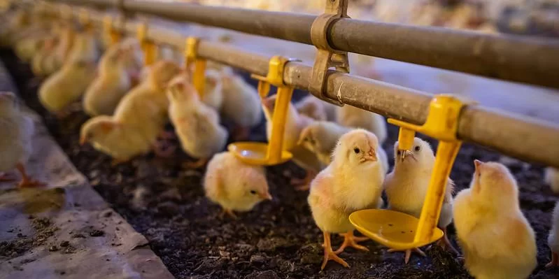 China Alivia Embargo à Exportação de Carne de Frango, Limitando Restrições Apenas ao Rio Grande do Sul