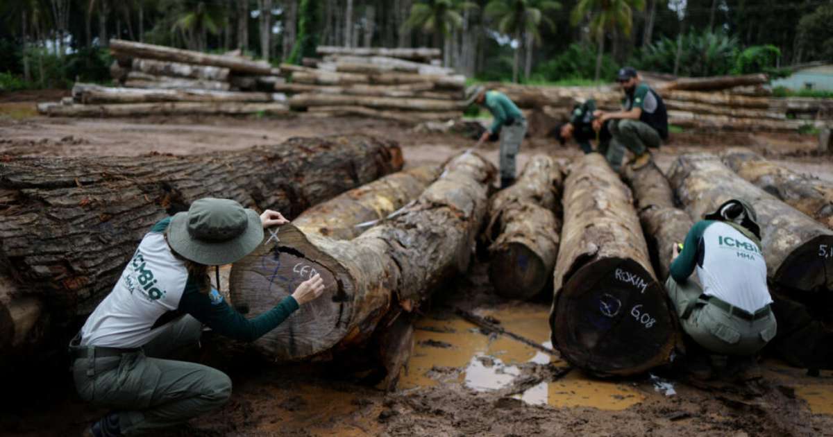 Biodiversidade: ONU vê avanço histórico na restauração de ecossistemas, mas cobra aceleração dos esforços