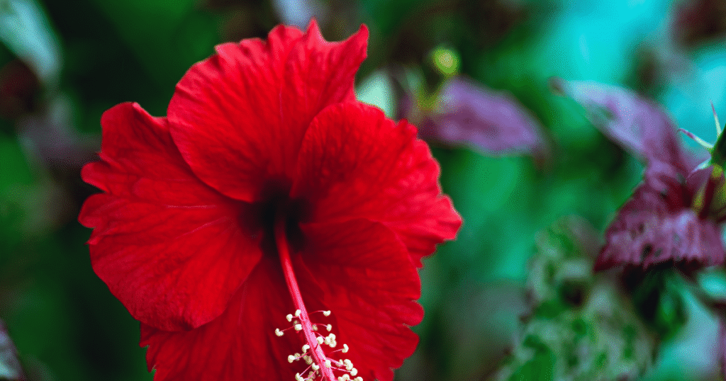 Hibisco faz bem para quê? Veja os benefícios e os cuidados ao consumir a planta