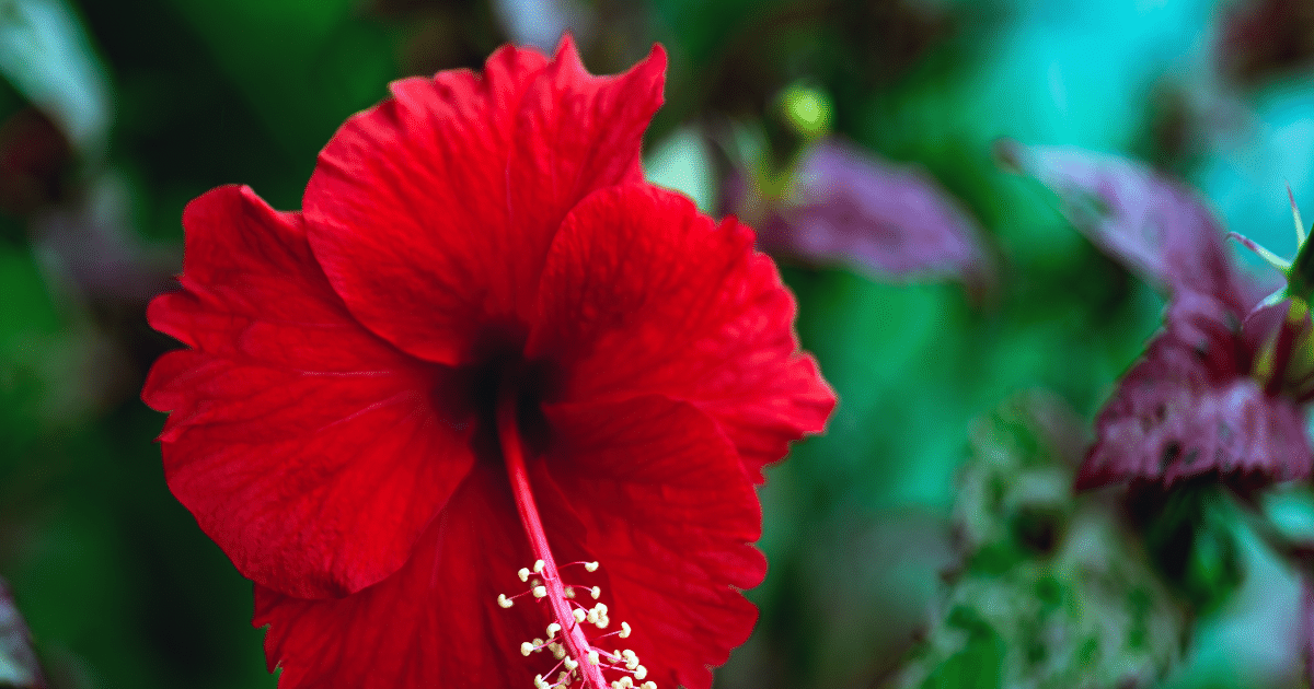 Hibisco faz bem para quê? Veja os benefícios e os cuidados ao consumir a planta